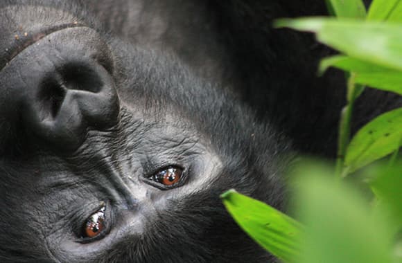 Global mountain gorilla population count grows to 1,063