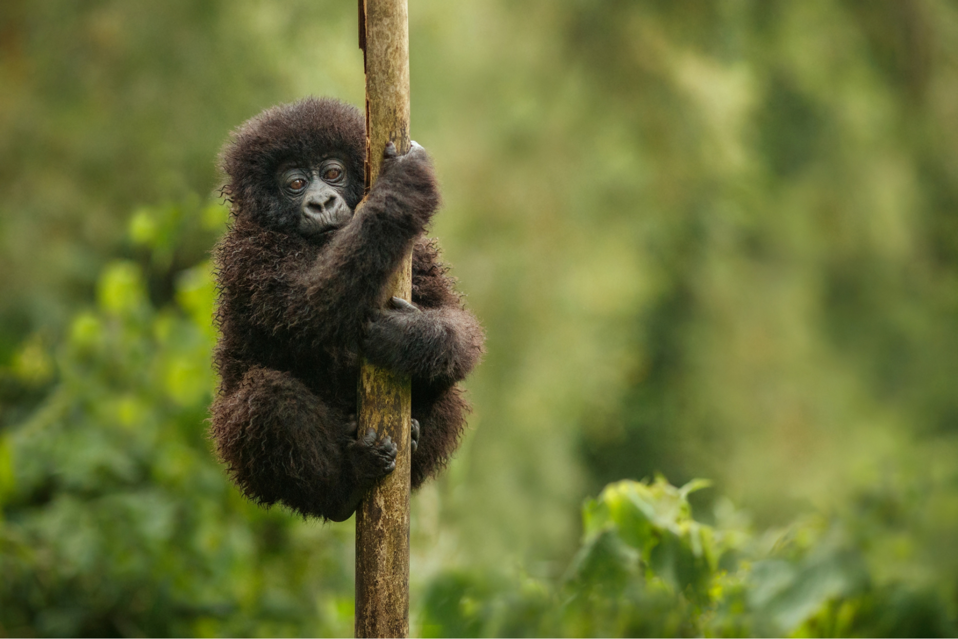 Securing a future for Mountain Gorillas