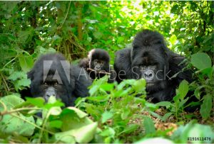 Gorilla Families