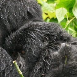 What you need to know about the best time to track mountain gorillas